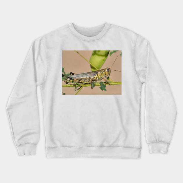 Differential grasshopper (Melanoplus differentialis) Crewneck Sweatshirt by SDym Photography